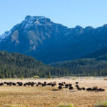 Bison herd grazing beneath a snowcapped mountain