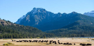 Bison herd grazing beneath a snowcapped mountain