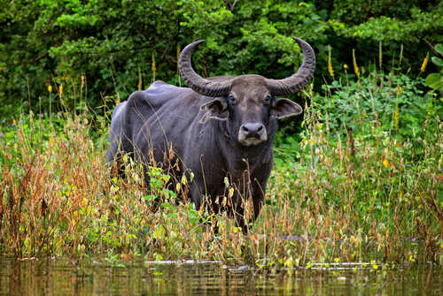 shutterstock_187887833.jpg Water buffalo