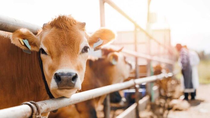 Close-up of a cow at a dairy farm with a farmer in the background