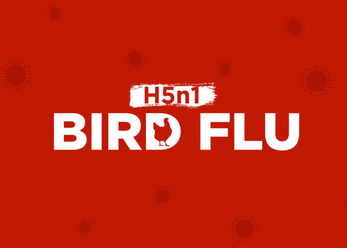 Graphic representation of H5N1 bird flu with a chicken silhouette