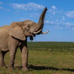 Killer Elephant — Tragedy Strikes Again An African elephant standing in a grassy field with its trunk raised