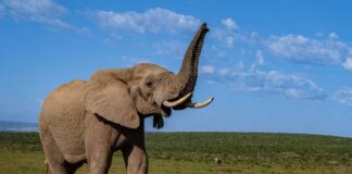 An African elephant standing in a grassy field with its trunk raised