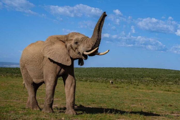 shutterstock_2134620697.jpg An African elephant standing in a grassy field with its trunk raised