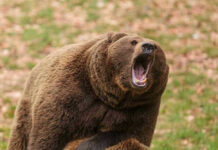 Roaring brown bear with mouth open wide.