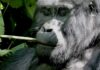 Close-up of a gorilla chewing on a piece of bamboo