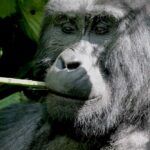 Close-up of a gorilla chewing on a piece of bamboo