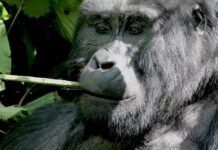 Close-up of a gorilla chewing on a piece of bamboo