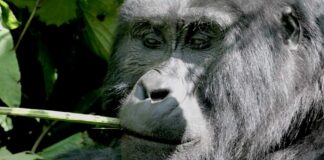 Close-up of a gorilla chewing on a piece of bamboo