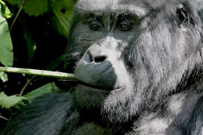 Close-up of a gorilla chewing on a piece of bamboo