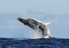 Rescuers Abandon Giant Whale to Die A humpback whale breaching the surface of the ocean