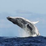 A humpback whale breaching the surface of the ocean
