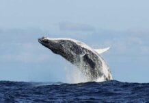 A humpback whale breaching the surface of the ocean