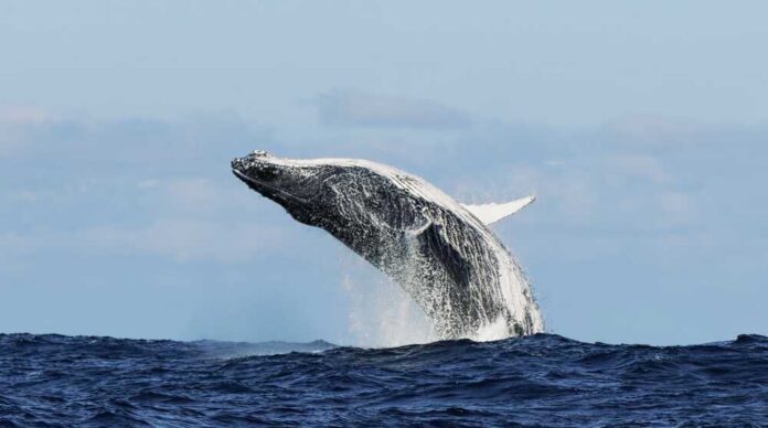 A humpback whale breaching the surface of the ocean