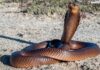 A brown snake with its head raised, coiled on sandy ground