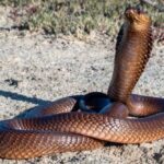 Cobra CRAWLS Into Tourist’s Pants — He’s DEAD! A brown snake with its head raised, coiled on sandy ground