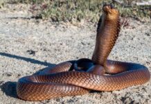 A brown snake with its head raised, coiled on sandy ground