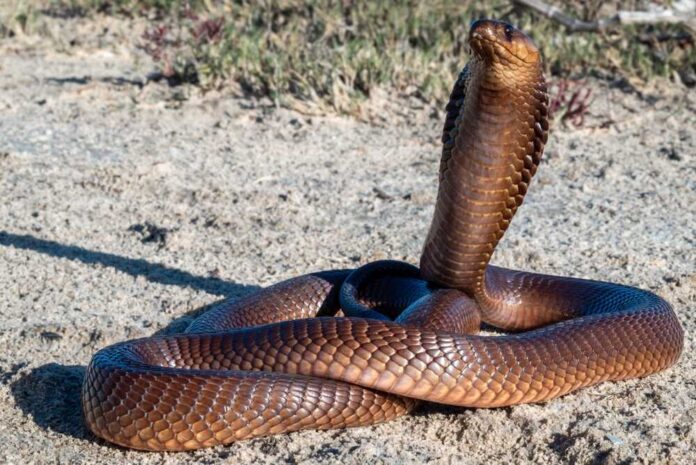 A brown snake with its head raised, coiled on sandy ground