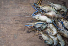 A pile of fresh shrimp on a wooden surface