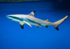 SPEARFISHER MAULED, KILLED: Chilling Shark Attack A shark swimming gracefully in clear blue water