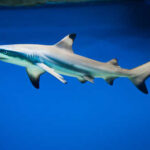 A shark swimming gracefully in clear blue water