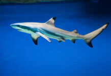 A shark swimming gracefully in clear blue water