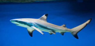 A shark swimming gracefully in clear blue water