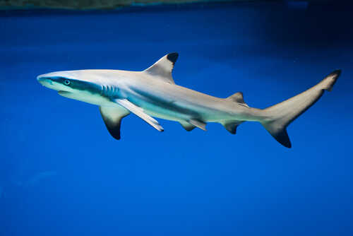 Carcharhinus,Melanopterus,-,Blacktip,Reef,Shark,-,Saltwater,Fish A shark swimming gracefully in clear blue water