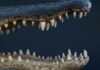 Florida’s Deadly Predator Problem Alligator jaws and teeth
