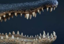 Florida’s Deadly Predator Problem Alligator jaws and teeth