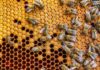 Bee Blizzard Turns Highway Deadly