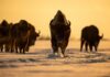 Bison, Not Bears, Send Tourists To ER Bison walking in open grassland during day