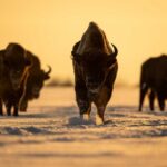 Bison walking in open grassland during day