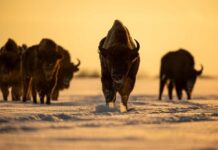 Bison, Not Bears, Send Tourists To ER Bison walking in open grassland during day