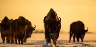 Bison walking in open grassland during day