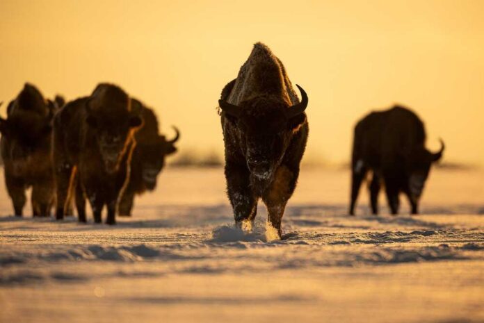 Bison walking in open grassland during day