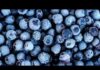 Tainted Berries Spark E. Coli Scare Publix blueberry recall