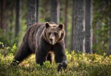 VIDEO: Hungry Bears Swarm Colorado Towns A brown bear walking through a forested area