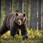 Bear Warning Posted — Then This Happens A brown bear walking through a forested area
