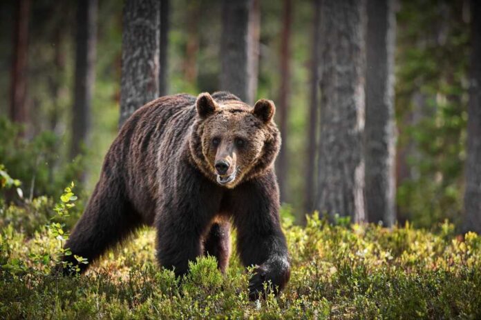 A,Green,Forest,With,Grizzly,Bears,In,Finland,During,Daylight A brown bear walking through a forested area
