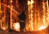 Arson Hits Resort Paradise Firefighter battling a raging forest wildfire at night