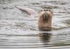 Otter