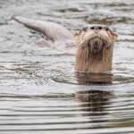 Otter Attacks Woman (VIDEO) Otter