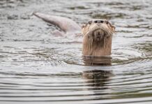 Otter Attacks Woman (VIDEO) Otter