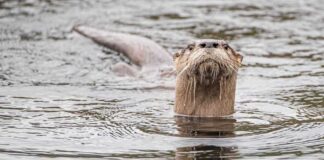 Otter