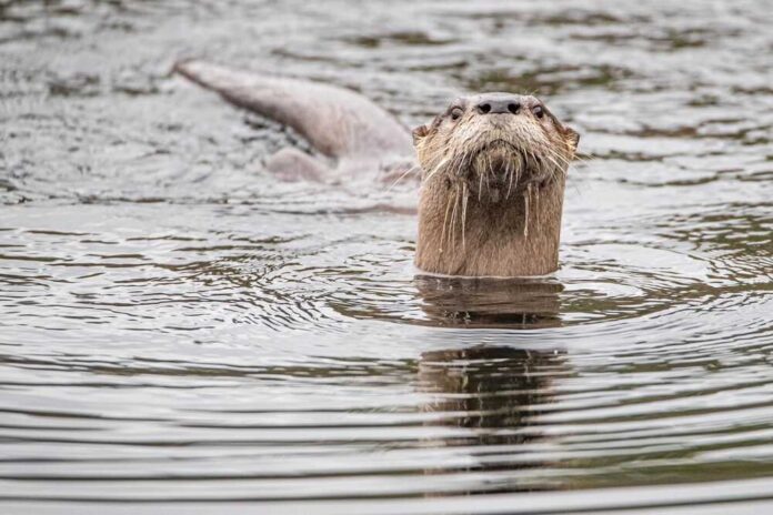 A,North,American,River,Otter,Swimming,In,The,Deep,Water Otter