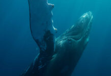 VIDEO: Whale Invades Farm Country – Say WHAT? A humpback whale swimming underwater with sunlight filtering through the water