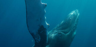 A humpback whale swimming underwater with sunlight filtering through the water