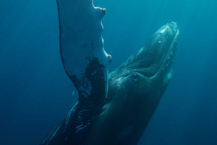 A,Humpback,Whale,(megaptera,Novaeangliae),Glides,Through,The,Atlantic,Ocean. A humpback whale swimming underwater with sunlight filtering through the water